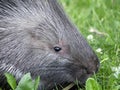 The muzzle of the porcupine is covered with fur. The rodent sniffs the grass. Close-up.