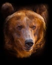 A portrait of a huge bear in the whole frame, the beast is huge and illuminated by the sun. Huge powerful brown bear
