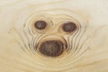 Muzzle pug - rings at the end of the knots of wood Royalty Free Stock Photo