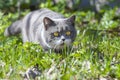 The muzzle of a purebred gray British cat with yellow eyes Royalty Free Stock Photo