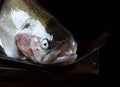 Muzzle of raw lacustrine trout Royalty Free Stock Photo