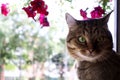 Muzzle of a red cat on a window background