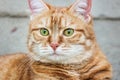 Muzzle red cat with watchful green eyes staring. Close up. Selective focus Royalty Free Stock Photo