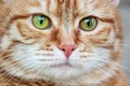 Muzzle red cat with watchful green eyes staring. Close up. Selective focus Royalty Free Stock Photo