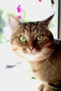 Muzzle of a red cat on a window background