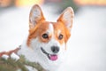 Muzzle red corgi dog on background of white snow in winter park. Walk in woods Royalty Free Stock Photo