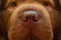 Muzzle of red dog and big nose Royalty Free Stock Photo
