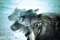 Muzzle reindeer in frost. Yamal. Shallow depth of field