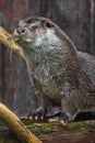 Muzzle of a river animal is an otter full face., A furry predatory animal