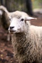 Muzzle sheep. Breeding animals Royalty Free Stock Photo