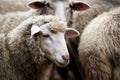 Muzzle sheep. Breeding animals Cold autumn Royalty Free Stock Photo