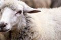 Muzzle sheep. Breeding animals Cold autumn Royalty Free Stock Photo