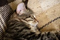 Muzzle of a sleeping furry domestic cat in a striped close up