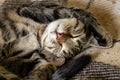 Muzzle of a sleeping furry domestic cat in a striped close up