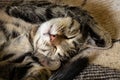 Muzzle of a sleeping furry domestic cat in a striped close up