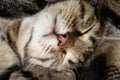 Muzzle of a sleeping furry domestic cat in a striped close up