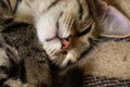 Muzzle of a sleeping furry domestic cat in a striped close up