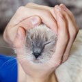 Muzzle small bright kitten in human palms.