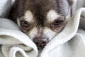 Muzzle of a small sweet sad sleepy sick chihuahua dog white and brown. Selective focus on the eyes