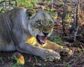 Muzzle of snarling wild lioness showing fangs in the rays of the evening sun