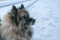 Muzzle of a dog Keeshond breed close up Royalty Free Stock Photo