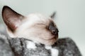 The muzzle of a soundly sleeping Thai kitten in profile.