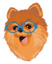 Muzzle of spitz in blue glasses
