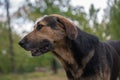 Muzzle of a stray dog, against the background of trees, close-up, selective focus