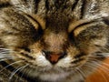 Muzzle of a striped sleeping cat close-up