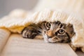 Muzzle tabby kitten, hidden in a knitted sweater, looking at page of book Royalty Free Stock Photo