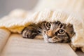 Muzzle tabby kitten, hidden in a knitted sweater, looking at page of book