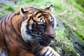 Muzzle Tiger closeup Tiger lying down and looking to the forest. Large fangs jaws large, bright coat color.