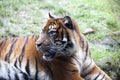 Muzzle Tiger closeup Tiger lying down and looking to the forest. Large fangs jaws large, bright coat color.