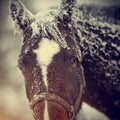 Muzzle of a wet sad brown horse in snow. Royalty Free Stock Photo