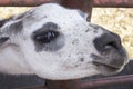 Muzzle of a white Alpaca. Mammal portrait