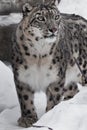 A snow leopard close-up, big clear eyes and lush fur Royalty Free Stock Photo