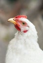 The muzzle white chicken