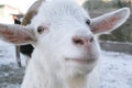 The muzzle white goat with horns