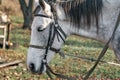 Muzzle of a white horse on a farm in the morning light Royalty Free Stock Photo