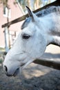 Muzzle of a white horse Royalty Free Stock Photo