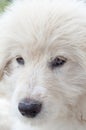 Muzzle white puppy closeup