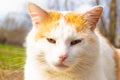 The muzzle of a white-red domestic cat. The cat is looking at the camera. Yellow-green blurred background with circles. Close-up