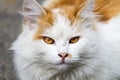 Muzzle white-red-headed cat with flame eyes