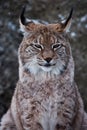 Muzzle of a wild forest cat lynx close-up- portrait, ears with tassels