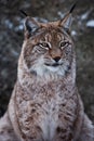 Muzzle of a wild forest cat lynx close-up- portrait, ears with tassels