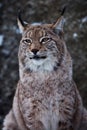 Muzzle of a wild forest cat lynx close-up- portrait, ears with tassels