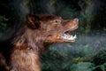 Muzzle the wolf close-up. Scary wild animal close up. Wolf Eyes and teeth. Scarecrow animal. Royalty Free Stock Photo