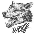 Muzzle of a wolf, wildlife hand drawn vector illustration realistic sketch