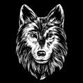 Muzzle of a wolf, wildlife hand drawn vector illustration realistic sketch white on a black background