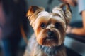 Muzzle Of Yorkshire Terrier